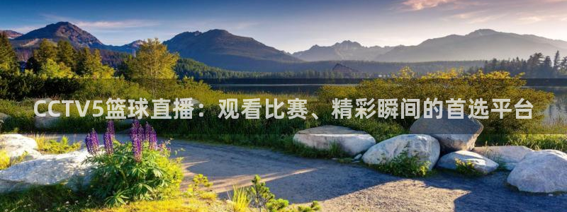nba免费雨燕直播：CCTV5篮球直播：观看比赛、精彩瞬间的首选平台
